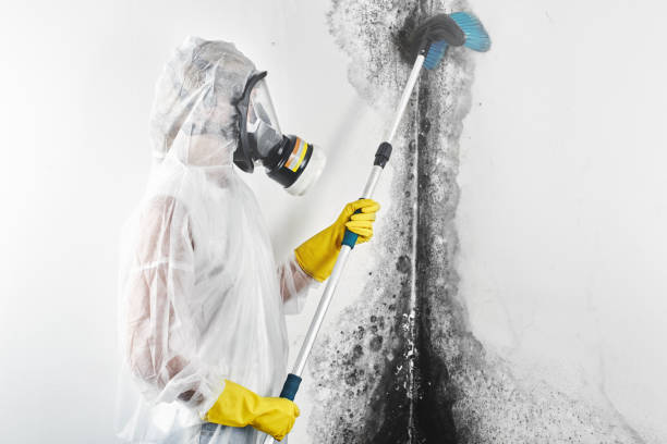 Best Basement Mold Removal  in Villas, FL