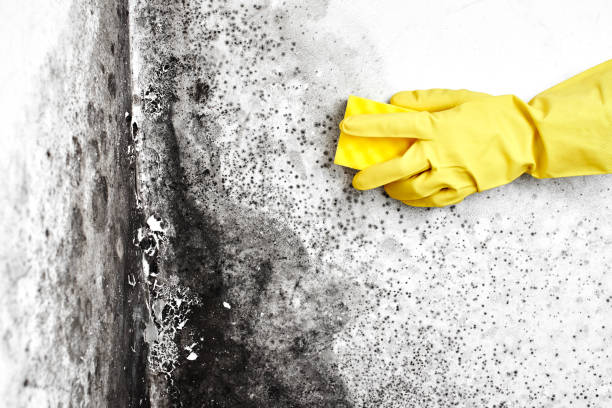 Best Mold Damage Restoration  in Villas, FL