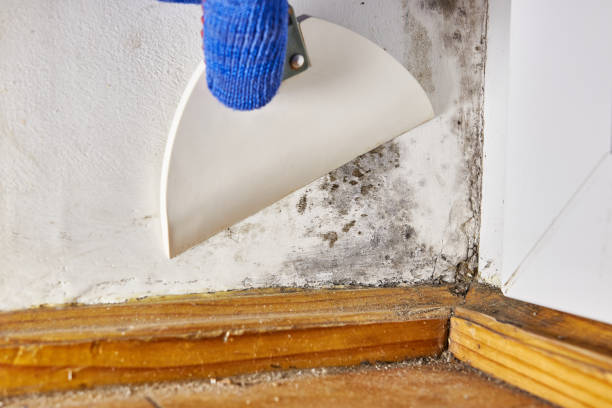 Best Post-Construction Mold Inspection  in Villas, FL
